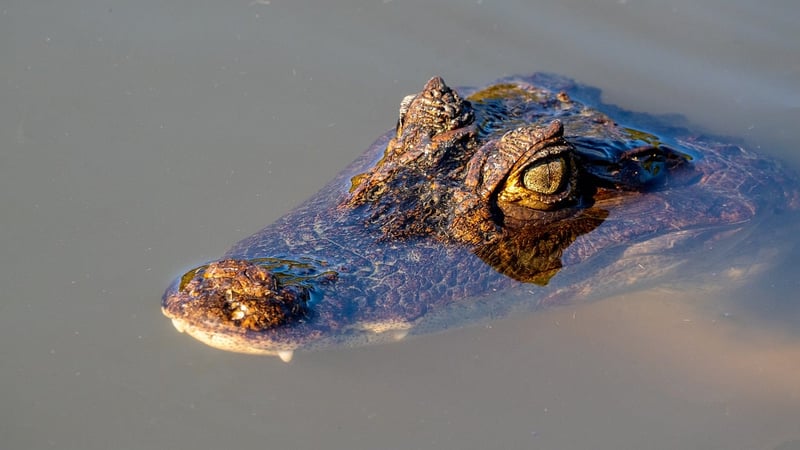 Crocodile